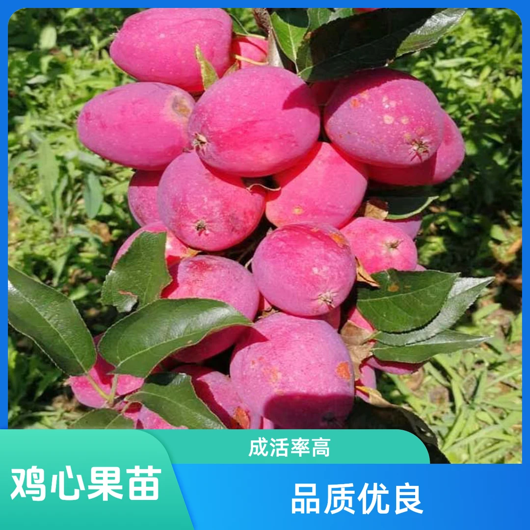 嫁接果树苗【鸡心果苗】【冰糖心红富士苗】庭院阳台栽种树形