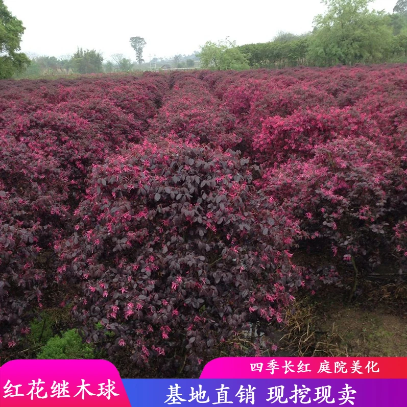 红花继木树苗庭院绿化植物四季青花卉灌木观赏盆景绿篱红花继木球