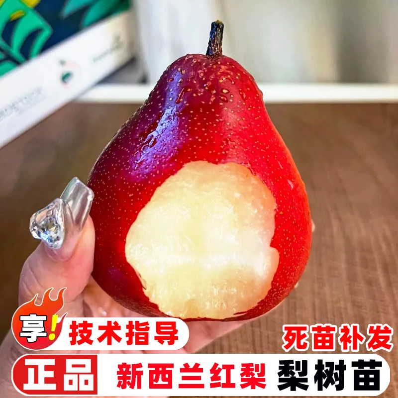 梨树果苗嫁接新西兰红梨树苗西洋梨全红啤梨树庭院盆地栽种植果树
