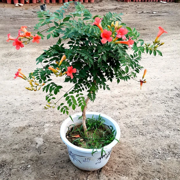耐寒凌霄花苗爬藤植物大苗绿植盆栽庭院阳台炮仗花爬藤植物凌霄花