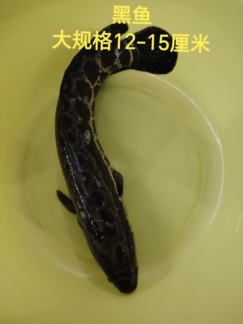 黑鱼12-15厘米生鱼淡水水族活体鱼观常养殖发货黑鱼