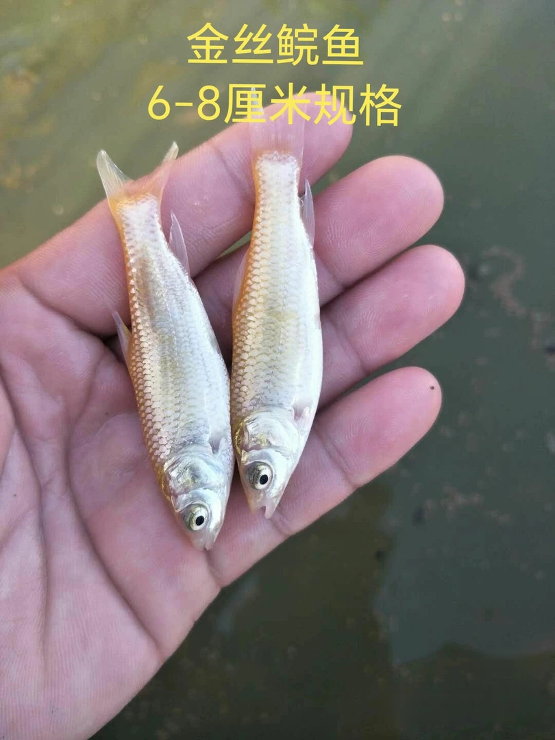 （新客立减）金丝草鱼6-8厘米金丝鲩鱼活体好养殖发货