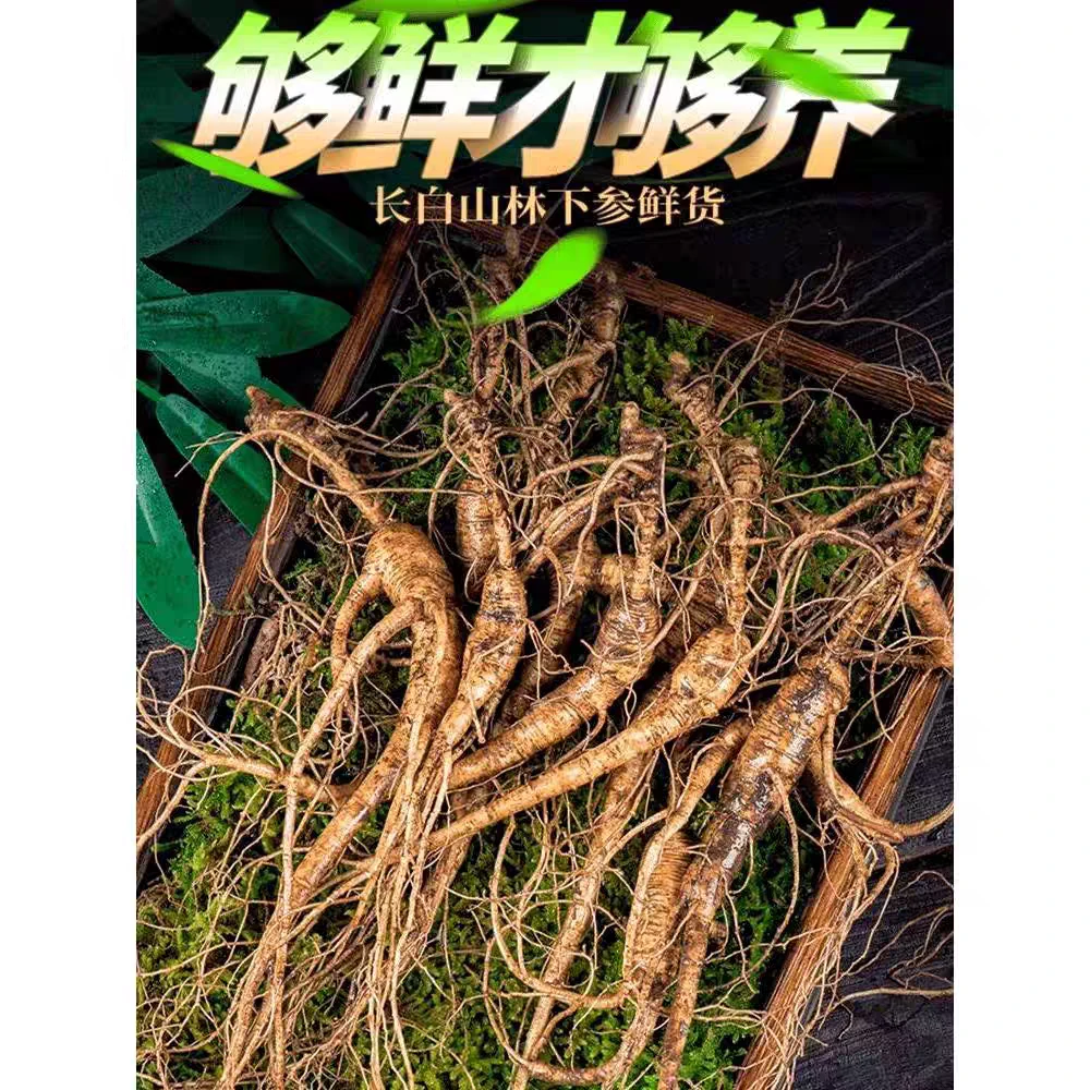 正宗林下鲜参新鲜长白山参东北特产老山参泡酒叁鲜人参原产地直发