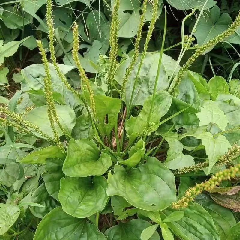 新鲜野生车前草现挖车轮草整棵现挖现发整株带根车前子