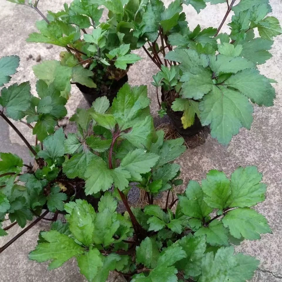 红艾草鸭脚艾食用珍珠菜白花蒿甜菜子真珠花菜角菜姨妈菜白茼蒿菜