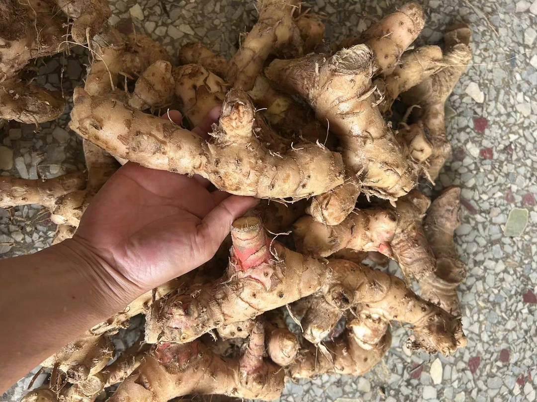 新鲜现挖闭鞘姜广商陆白石笋水蕉花樟柳头罗汉姜送子姜老妈妈拐杖