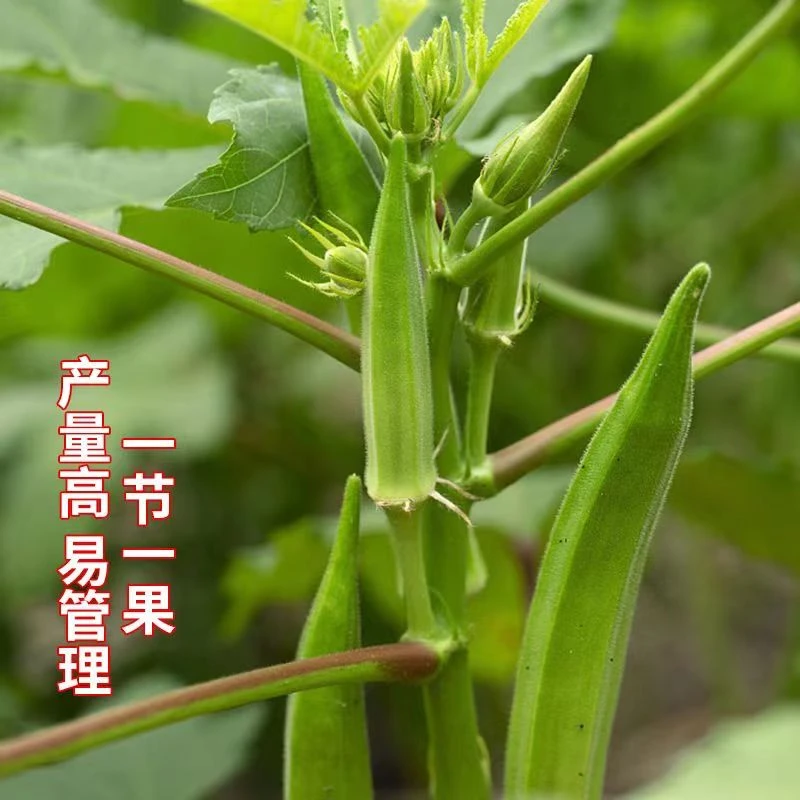 水果秋葵秧苗带土发红秋葵鲜嫩爽口耐老黄秋葵盆栽四季蔬菜苗地栽