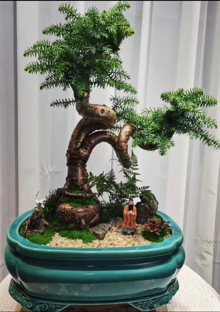 抱石澳洲杉盆景老桩造型植物室内客厅办公室绿植不老松盆栽好养