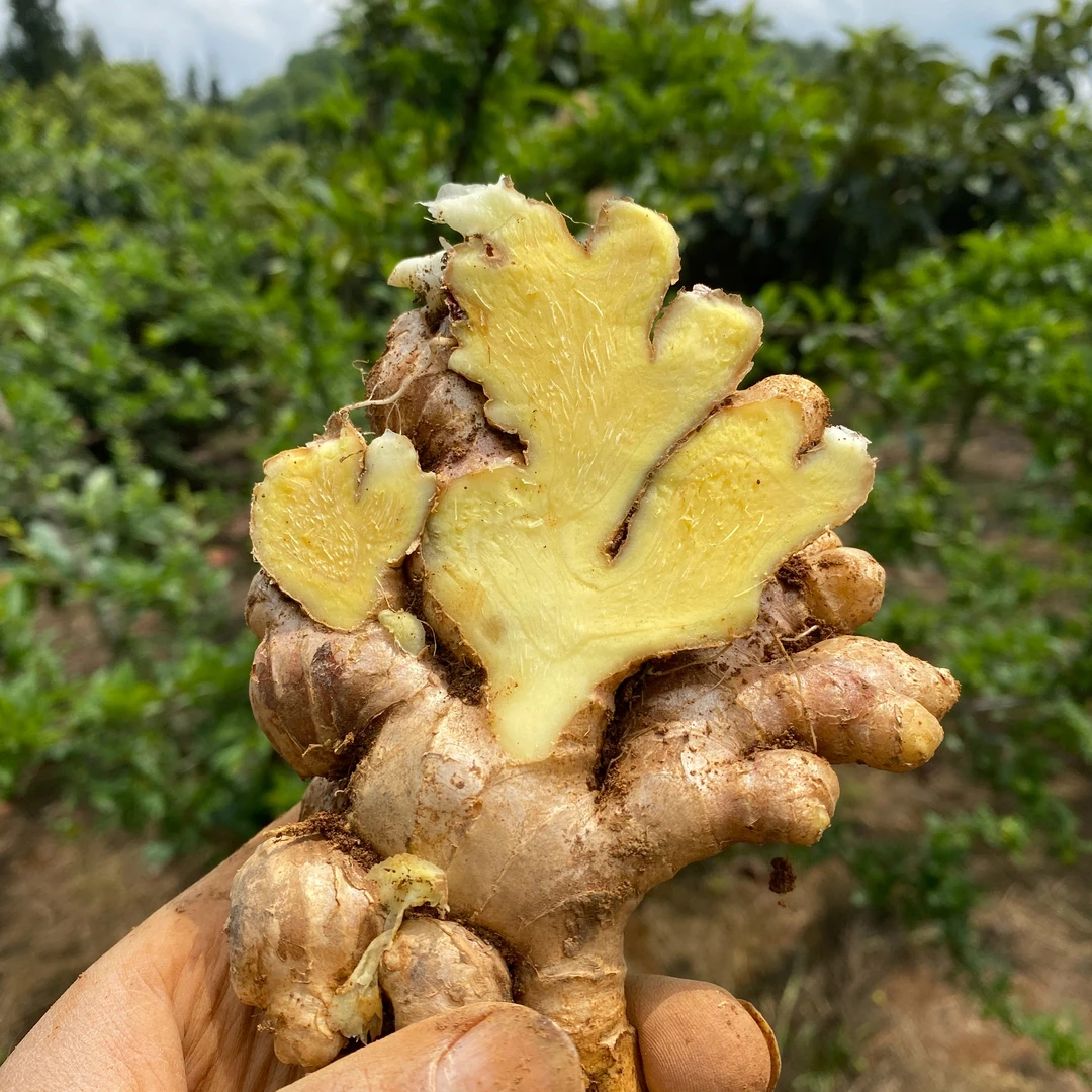 云南农家小黄姜 自种高山小黄姜 3-9斤 生姜 老姜 自种老姜原产
