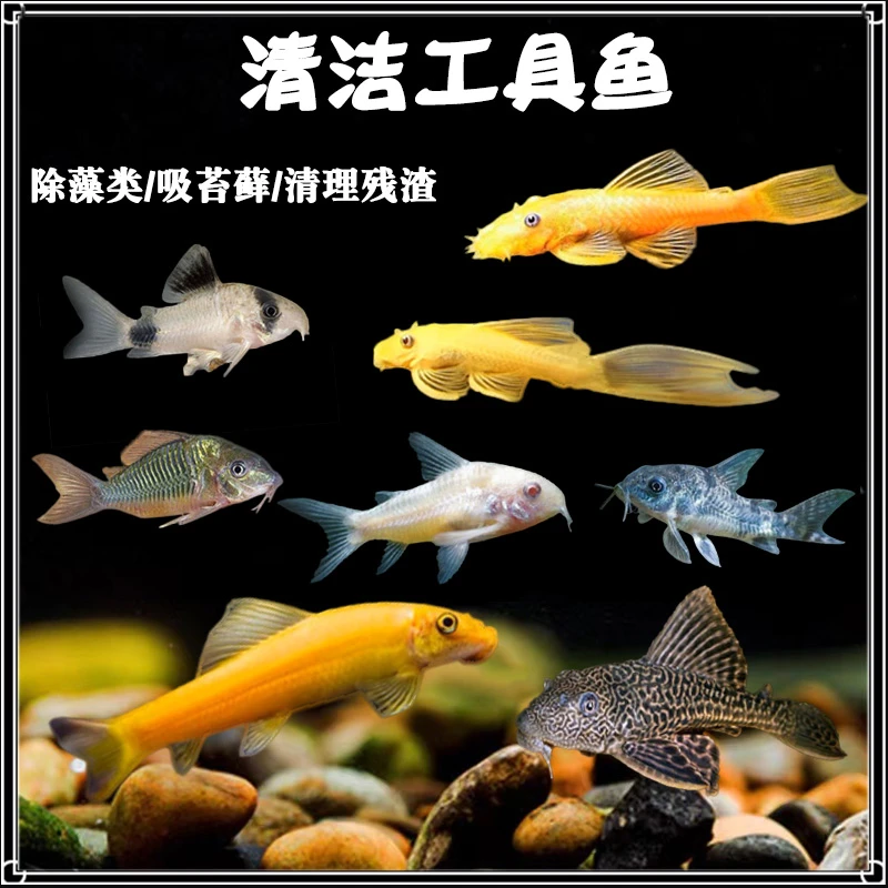 老鼠鱼清道夫金苔鼠胡子大帆底栖鱼除藻清洁工具鱼热带清理活体