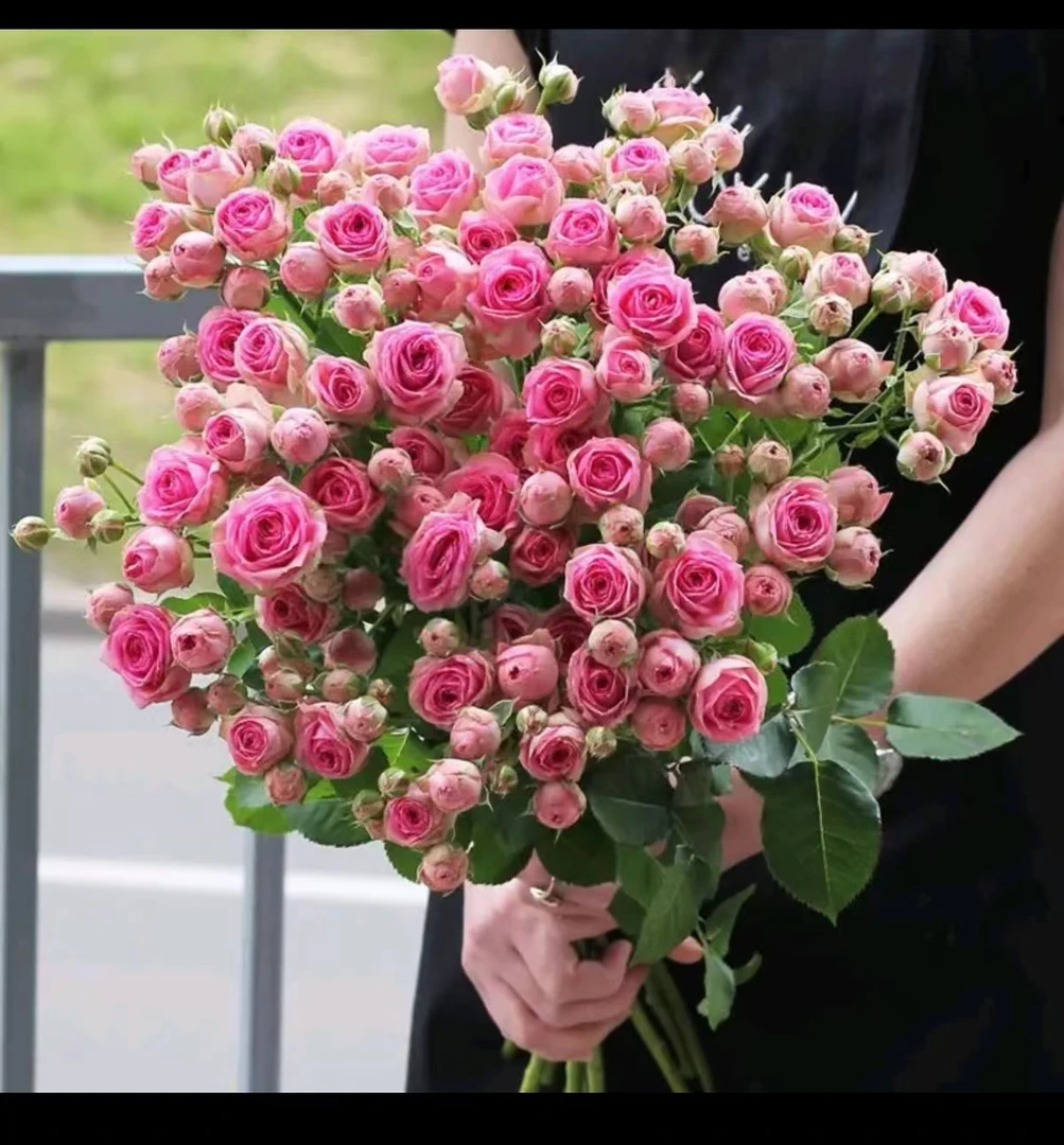 【超感】180盆月季多颗扦插花卉带盆带花苞发货精品月季盆栽