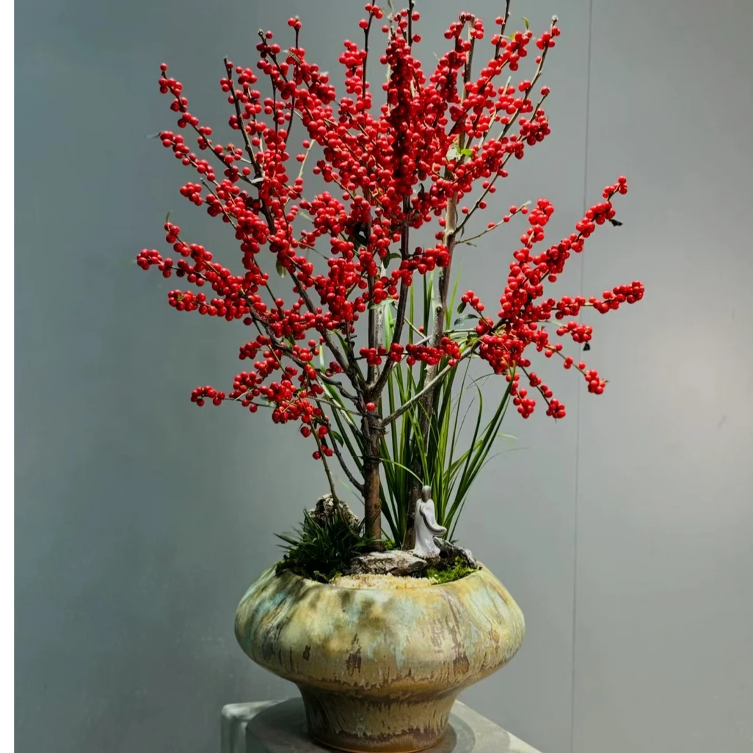 （一物一拍）北美冬青年宵花老桩盆景室内外观赏绿植盆栽