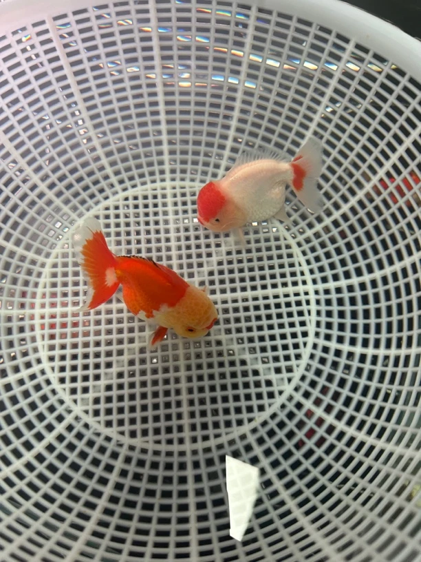 兴耀金鱼(玛丽)兰寿,泰狮 (不包邮)到付