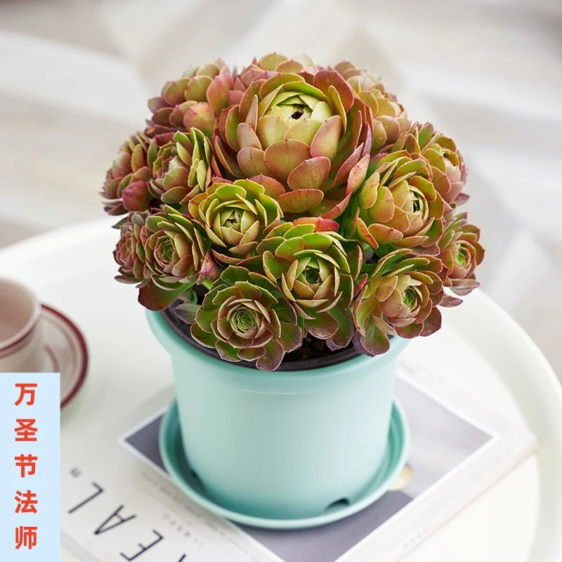 万圣节法师多头老桩红心万圣节大捧花沙拉碗法师大老桩无砍手捧花