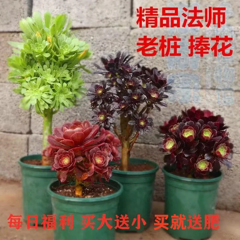 多肉植物多头法师欧紫黑铜壶万圣节荷兰玫瑰老桩组合绿植室内盆栽