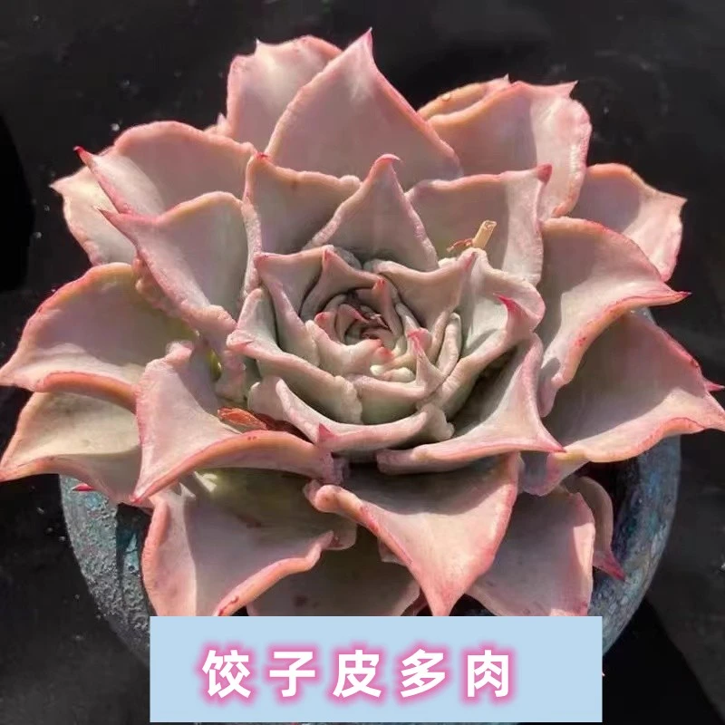 饺子皮多肉植物小盆栽绿植办公室新手好养活室内花卉创意新款肉肉