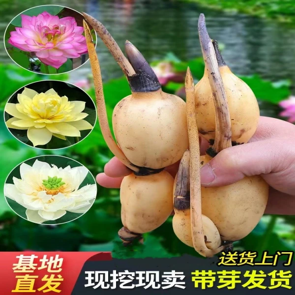 水培莲花藕苗四季开花荷花中型盆栽庭院阳台百荷园精品荷花基地