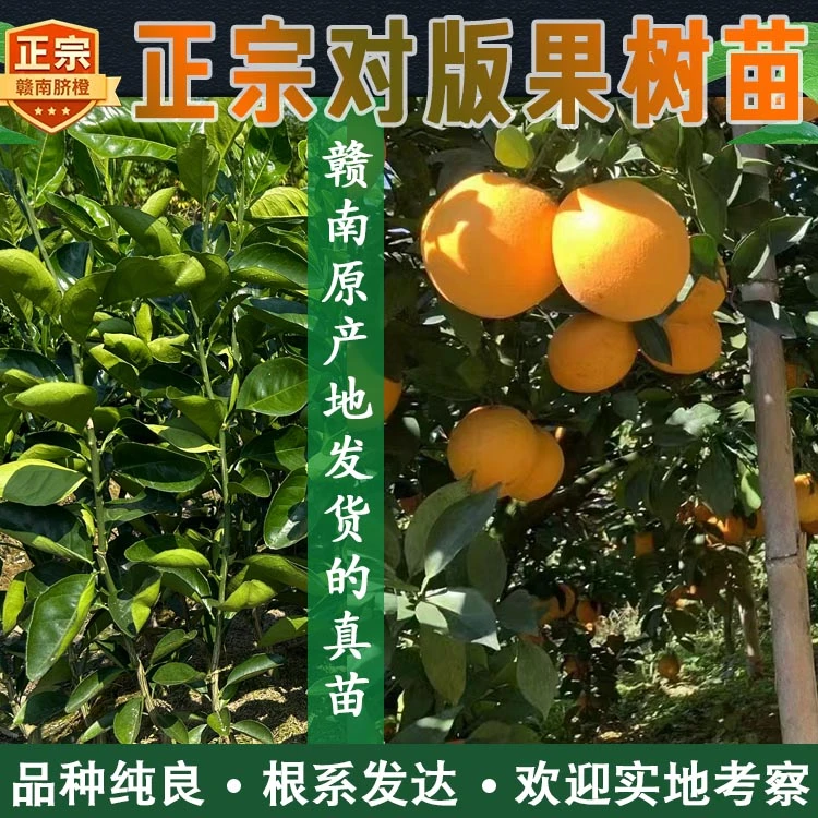 【橙小小】赣南脐橙苗江西纽荷尔脐橙果树苗红肉血橙子苗裸根嫁接苗