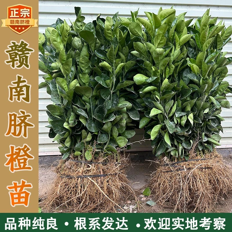 正宗江西赣南脐橙苗嫁接纽荷尔橙子苗大面积种植100颗200颗300颗