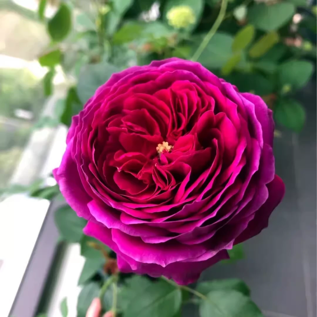 皇宫 灌木月季浓香大花 多季阳台庭院盆栽花卉