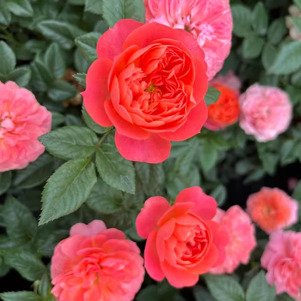 【彩虹阳台】月季花苗阳台庭院微型丰花四季开花盆栽绿植