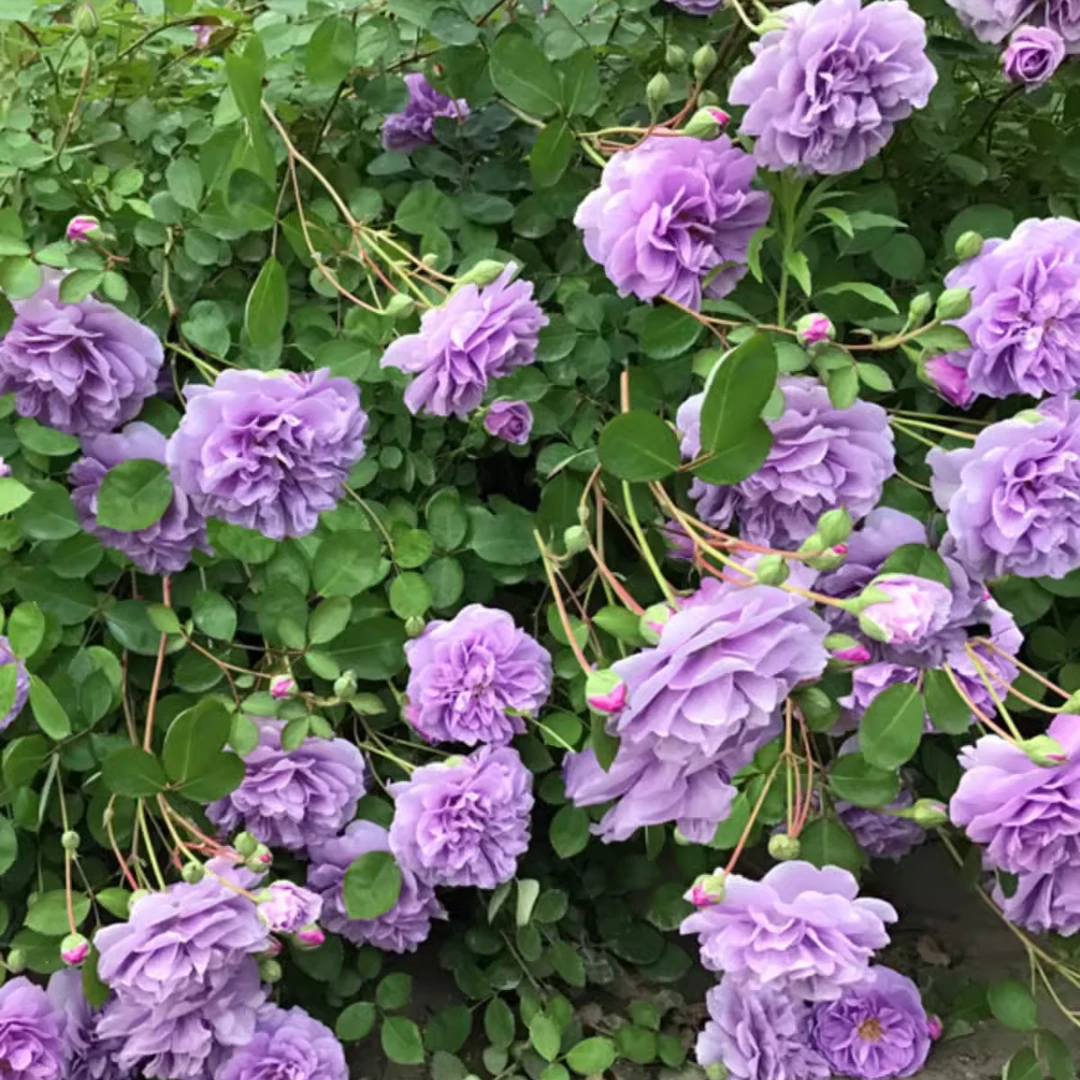 浓香藤本月季花苗蓝色阴雨阳台庭院爬藤玫瑰花四季开多花蔷薇花苗
