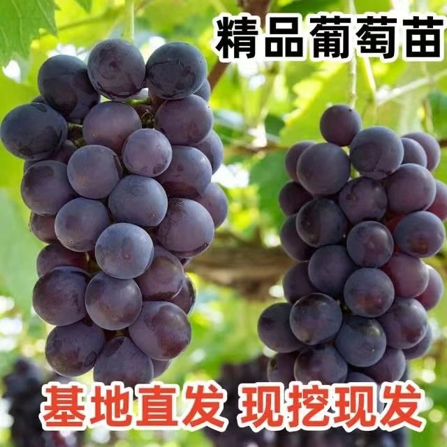 花农氏正宗新品种巨峰葡萄大树苗家养阳台庭院小院基地直销盆栽