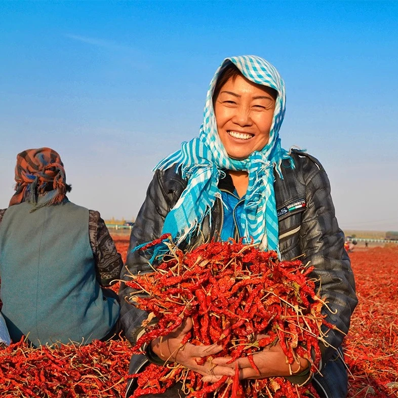 禧安骄安集海干辣椒500g新疆袋装辣皮子线椒大盘鸡辣子鸡辣子下饭