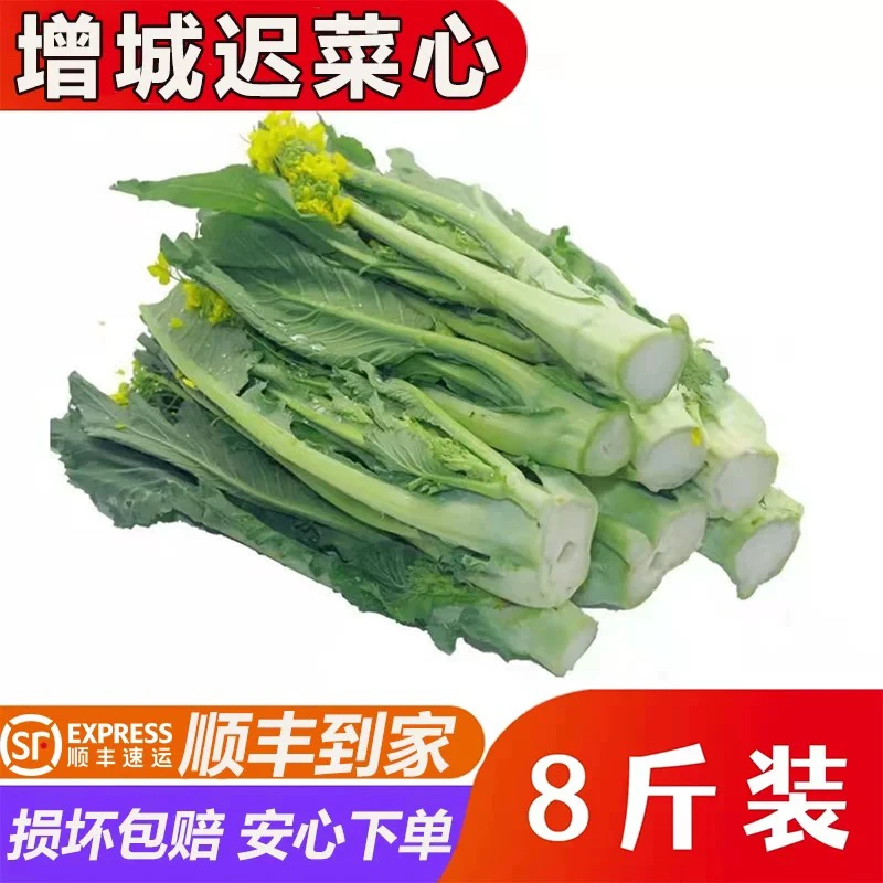 广东增城迟菜心新鲜现摘广东特产小楼高脚菜心整箱当季时令蔬菜
