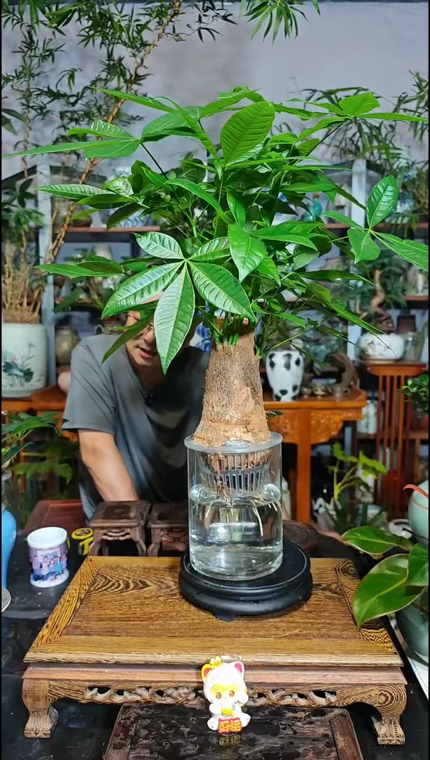 【闪购商品】水之韵水培发财树