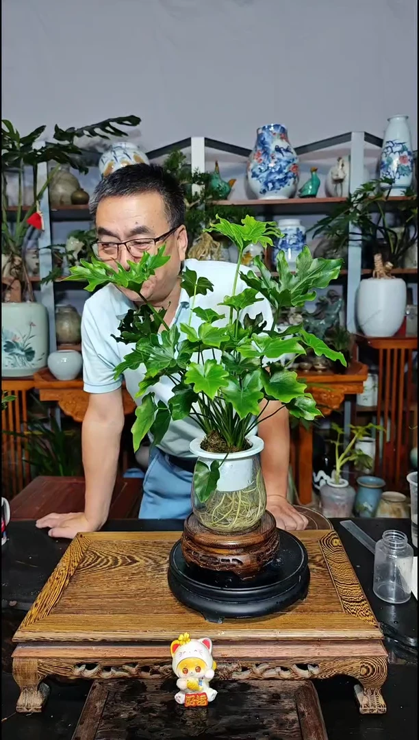 【闪购商品】水之韵水培春羽