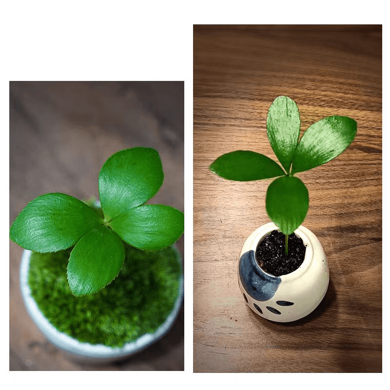 适合情侣养的小盆栽