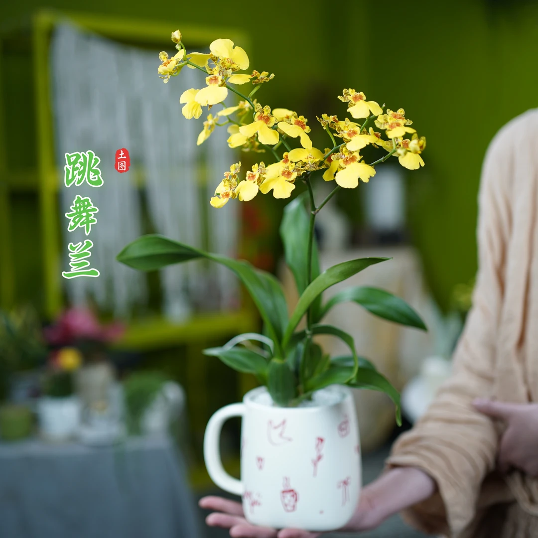 跳舞兰带花苞花剑盆栽阳台窗边室内香味四季好养花卉绿植