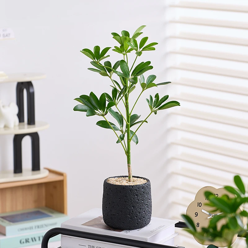 鸭脚木盆栽室内办公室绿植好养七叶莲发财树客厅吸甲醛植物鸭掌木