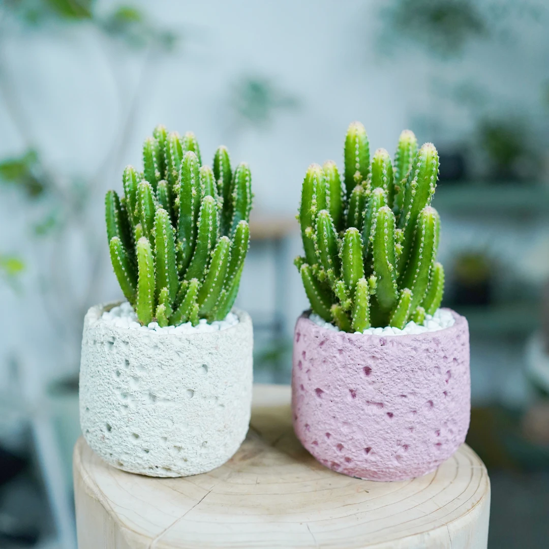 仙人掌盆栽万重山室内仙人球多肉植物办公室桌面防好养辐射绿植