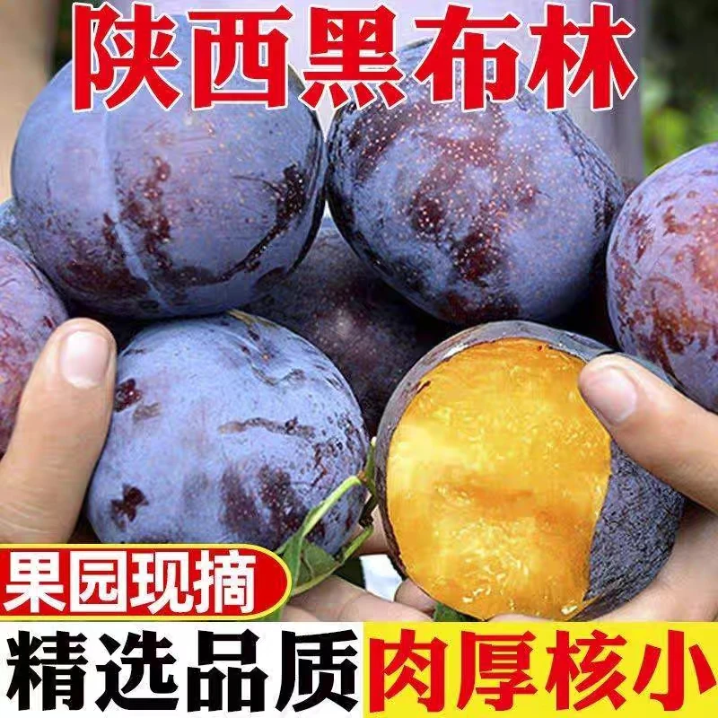 顺丰包邮陕西周至现摘黑布林李子新鲜5/9斤脆甜当季水果软硬两吃