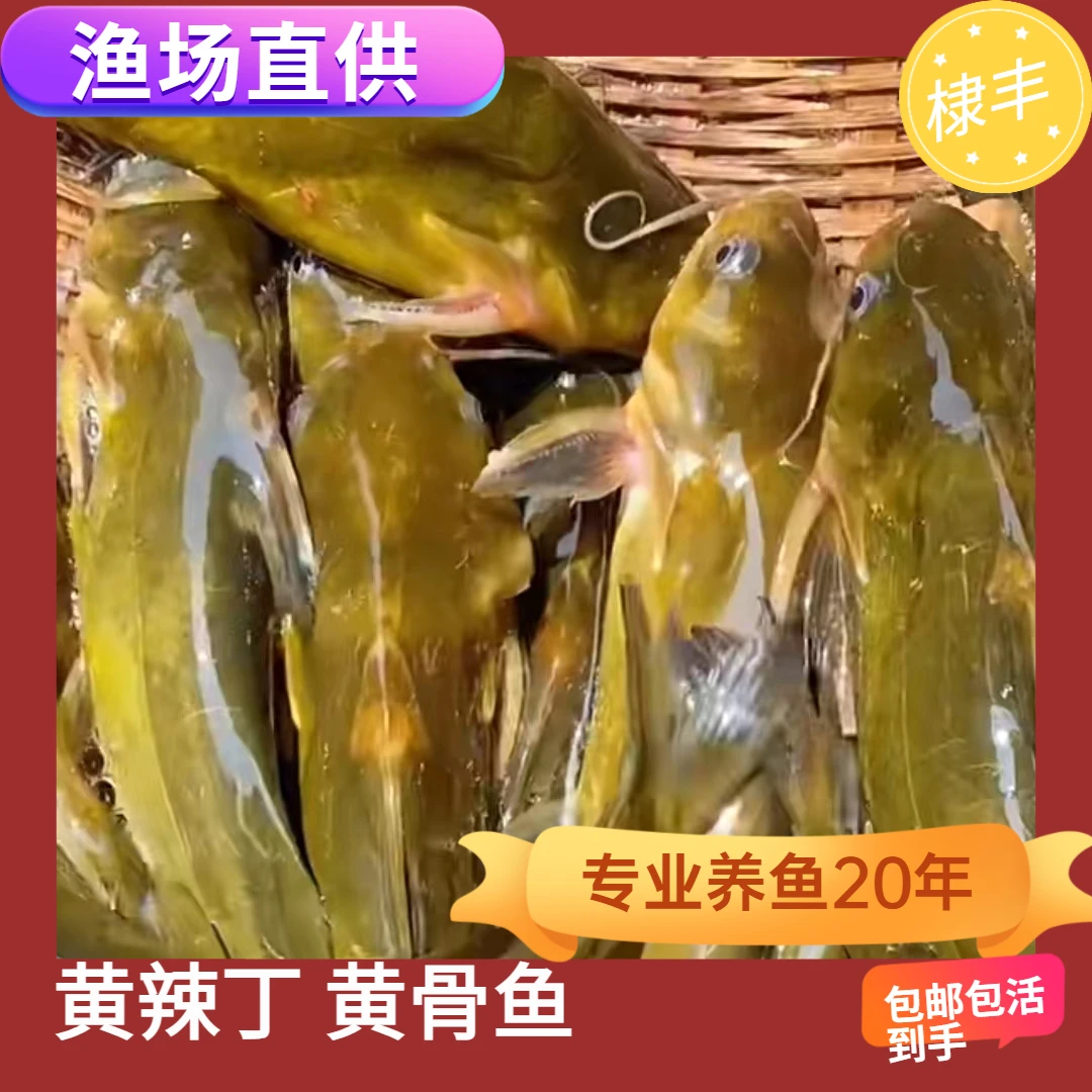 黄辣丁 黄骨鱼 黄颡 黄鸭叫鱼 昂刺鱼 宠物观赏黄骨鱼