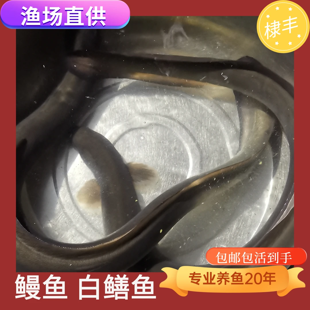 宠物活体鱼白鳝白鳗鱼河鳗苗欧鳗美鳗日本鳗包邮包活