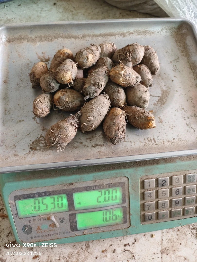 东北鲜丁毒豆独角莲子