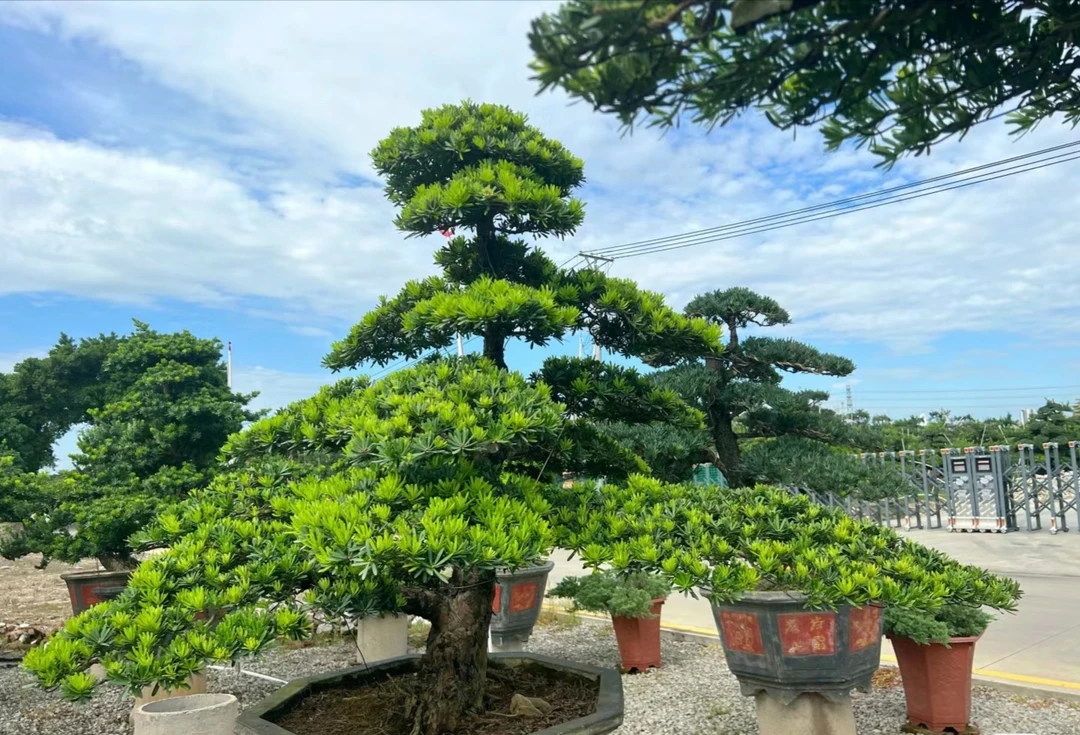 大型盆景罗汉松 庭院绿化 过年寓意好绿植