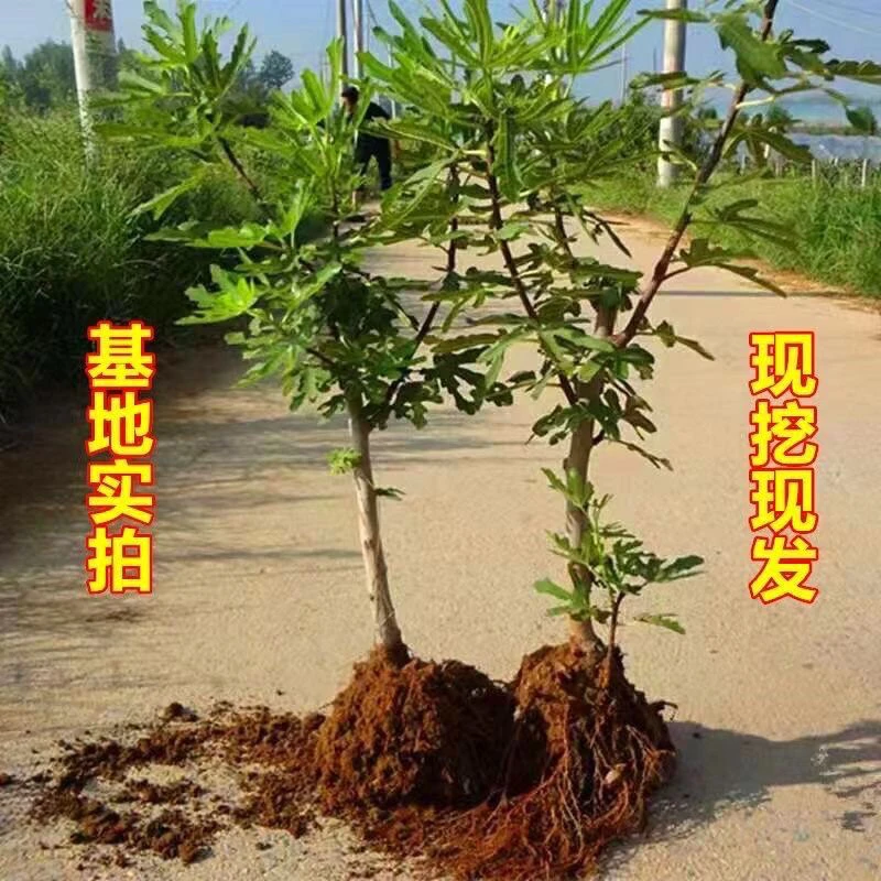 大果无花果，芭劳奈，波姬红