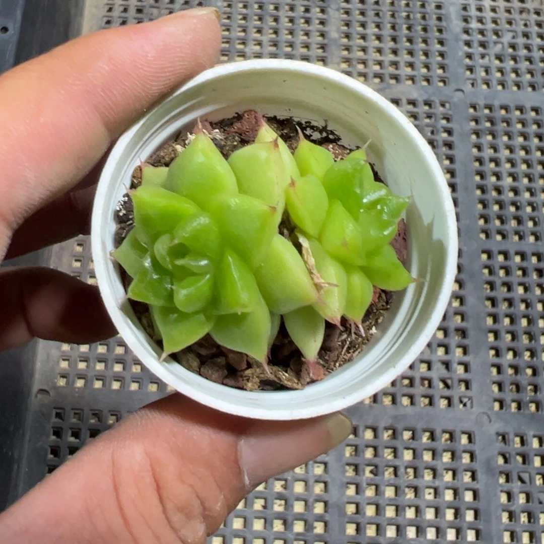 ?****啊多肉植物多肉植物