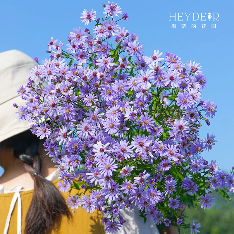 海蒂的花园荷兰菊紫菀多年生宿根耐寒花卉庭院阳台观赏花卉盆栽苗