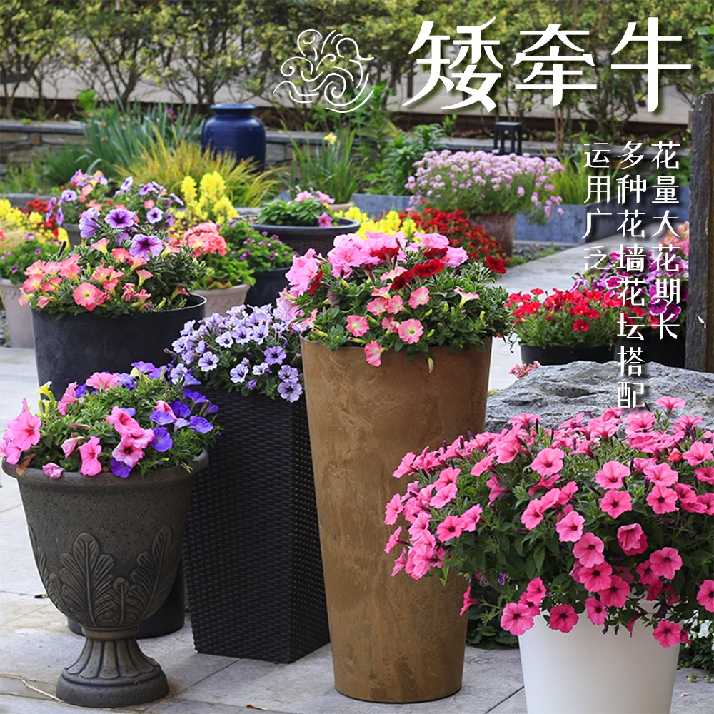 海蒂的花园矮牵牛好养易爆盆阳台可垂吊开花花卉植物盆栽小盆栽苗