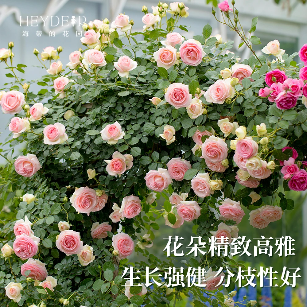 海蒂的花园月季长藤玫瑰两加仑粉色龙沙宝石爬墙拱门庭院花卉盆栽