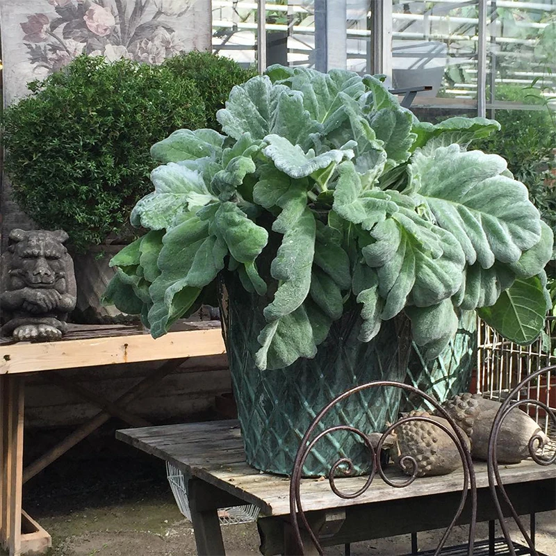 海蒂的花园银灰鼠尾草多年生耐寒耐旱花卉景观搭配植物盆栽苗