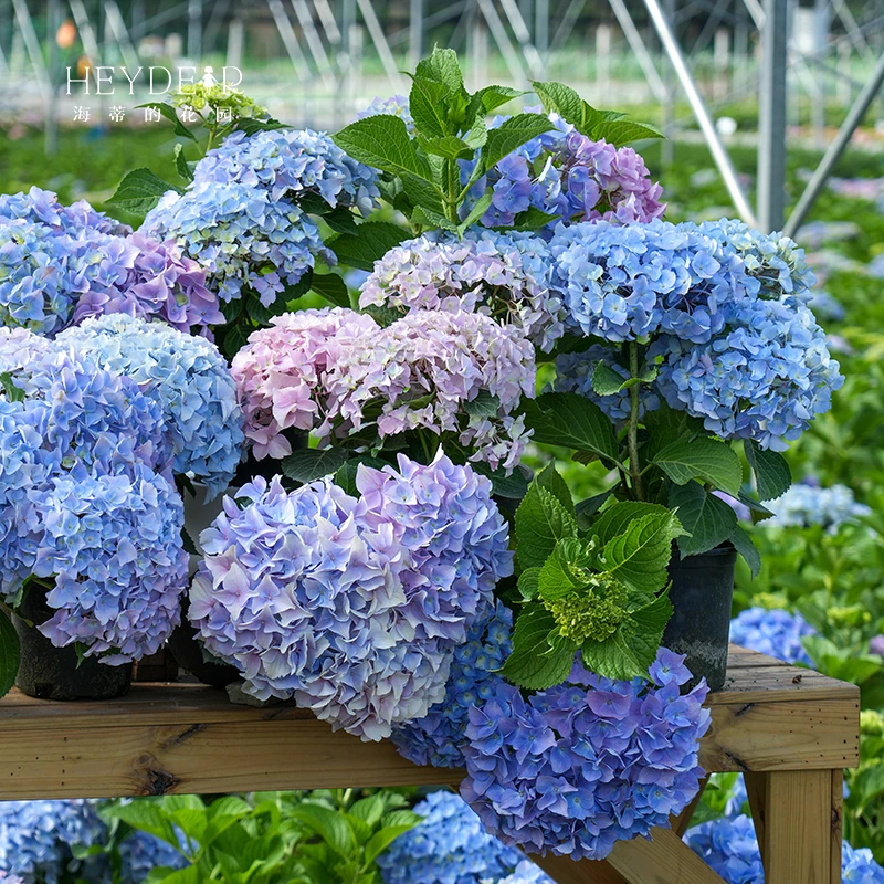 海蒂的花园大花绣球大海蓝多品盆栽苗阳台庭院室外养护观赏型花卉