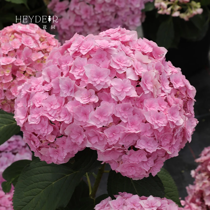 海蒂的花园大花重瓣绣球你我的银河粉色蓝色花卉庭院植物盆栽苗