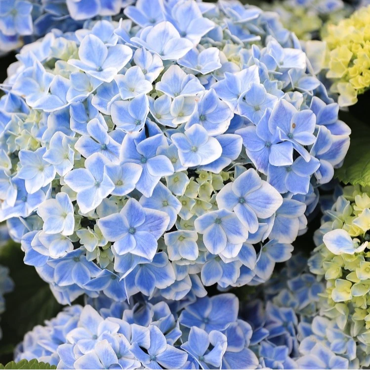 海蒂的花园大花绣球花沉香多品庭院室外养护观赏型植物盆栽苗