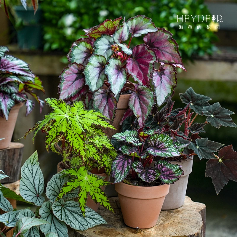 海蒂的花园秋海棠套餐室内植物阳台办公室观叶绿植盆栽趣味桌面花